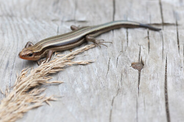 A close-up of the lizard Plestiodon finitimus, or the Far Eastern skink