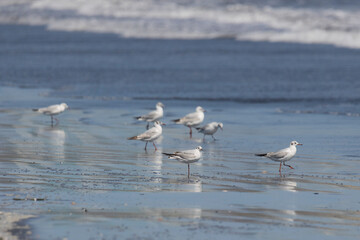 A flock of flying seagulls on the ocean