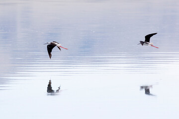 Two Black-winged Stilts fly over the water