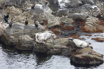 A seal and a ringed seal lie on the rocks, with cormorants perched nearby. Kunashir Island