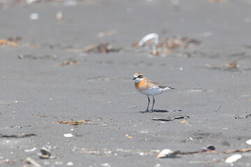 A Siberian sand plover (Anarhynchus mongolus) stands on a sandy shore