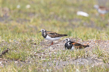 Ruddy turnstone birds walking along the seashore