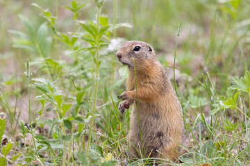 Speckled ground squirrel animal standing in the grass close up