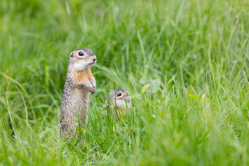 Speckled ground squirrel animal standing in the grass close up