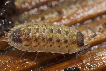 A common Black headed woodlouse, Porcellio spinicornis with segmented body and yellow spots, resting on a brown surface.