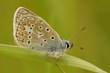 The intricate beauty of an Icarus blue butterfly with patterned wings perched on a vibrant green leaf in a lush field.