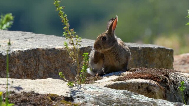 Rabbit Vigilantly on a Rocky Outcrop