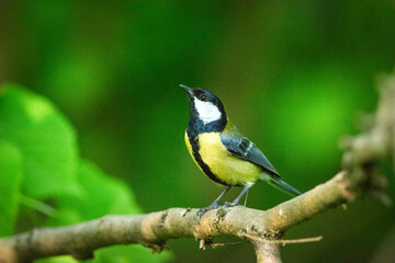 Close-up of a Yellow Great Tit sitting on a branch with green forest background