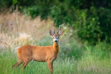 Male roe deer, buck standing in summer grass and looking at the camera