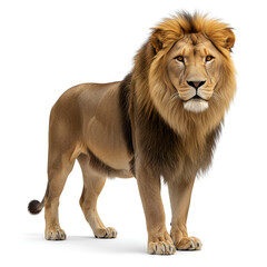 Obraz premium lion panthera leo