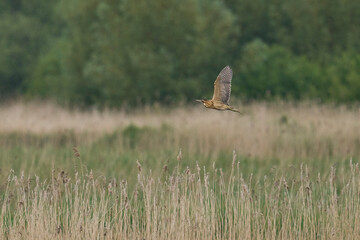 Bittern (Botaurus Stellaris) in flight on the Somerset Levels in Somerset, United Kingdom.