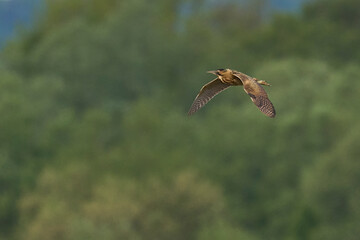 Bittern (Botaurus Stellaris) in flight on the Somerset Levels in Somerset, United Kingdom.