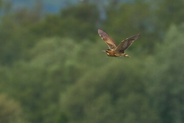 Obraz premium Bittern (Botaurus Stellaris) in flight on the Somerset Levels in Somerset, United Kingdom.