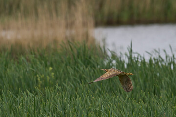 Bittern (Botaurus Stellaris) in flight on the Somerset Levels in Somerset, United Kingdom.