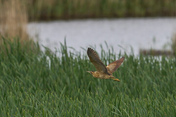 Bittern (Botaurus Stellaris) in flight on the Somerset Levels in Somerset, United Kingdom.