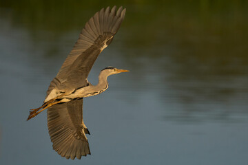 Grey Heron (Ardea cinerea) flying over a reedbed on the Somerset Levels, Somerset, United Kingdom.