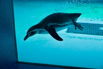 泳ぐペンギン