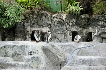 動物園のペンギンたち
