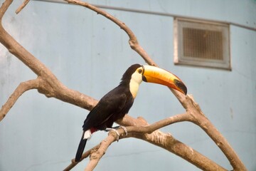 木に止まるオオハシ
