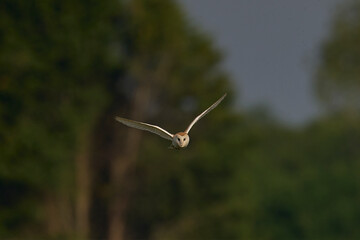 Barn Owl (Tyto alba) hunting over the Somerset Levels in Somerset, United Kingdom