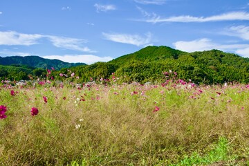 青空とコスモス畑