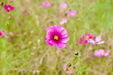綺麗なコスモス