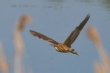 Bittern (Botaurus Stellaris) in flight on the Somerset Levels in Somerset, United Kingdom.