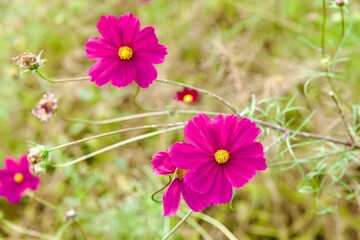 綺麗なコスモス