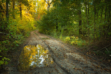 A puddle on the road in the autumn forest