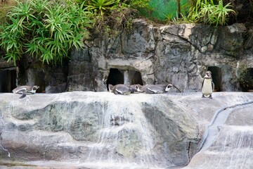 寝そべるペンギンたち