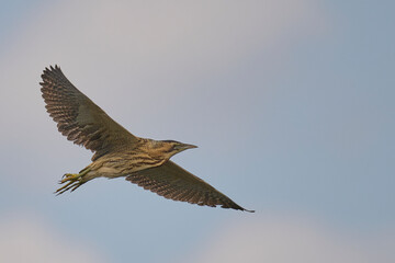 Bittern (Botaurus Stellaris) in flight on the Somerset Levels in Somerset, United Kingdom.