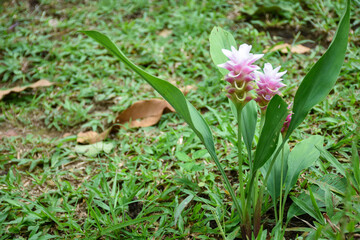 Pink and green Siam tulips blooming in a garden.