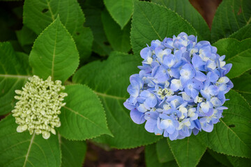 hydrangea blossoms, blue and light green, on big leaves.