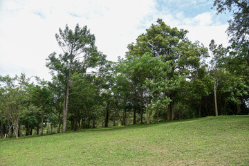 A grove of tall trees stands in a grassy park.