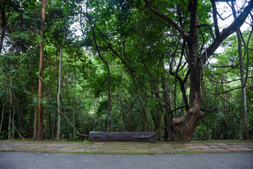 A wooden bench on a path overlooking a dense forest.