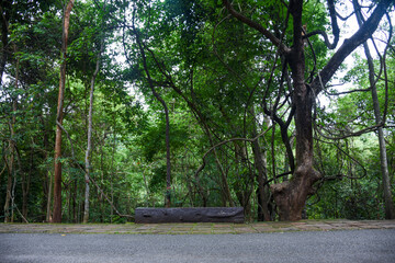 A wooden bench on a path overlooking a dense forest.