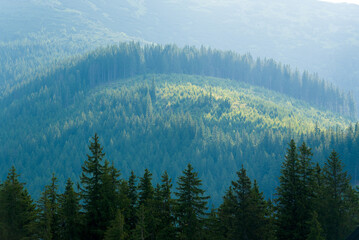 Obraz premium Mountain forest in mist