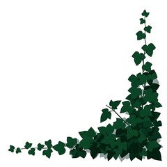 Stylized Green Ivy Vine Corner Border Illustration