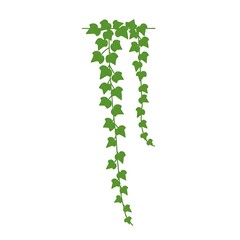Flat Design Green Hanging Ivy Vine Decoration Element