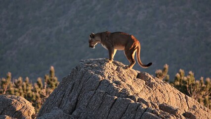 A majestic lioness stands atop a rocky peak, captured from a low-angle, evoking a cinematic video feel against a rugged mountain backdrop.