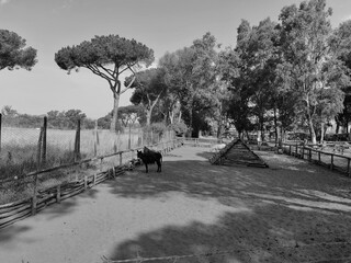 The pine forest of Ostia, in particular the pine forest of Castelfusano with a small animal farm.