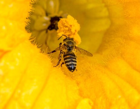 Macro shot capturing a bee inside a bright yellow flower. The bee is positioned with its wings spread, covered in pollen