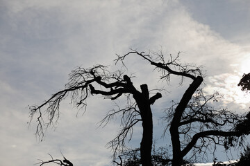 A leafless, dead tree stands against a cloudy sky