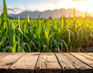 Close-up of aged wooden planks foregrounds a blurry field of green plants, with mountains and sunset lighting