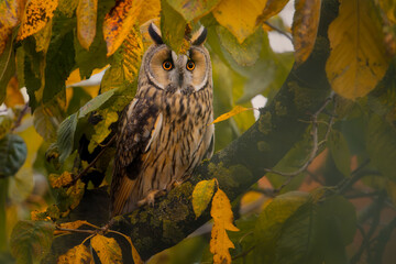 longeared owl