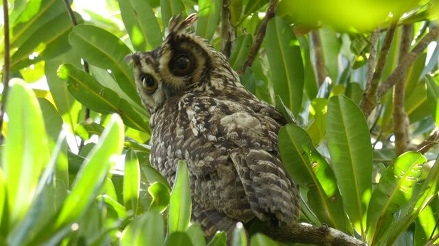endemic Malagasy long-eared owl, Asio madagascariensis, sitting in tree, looking interested 3