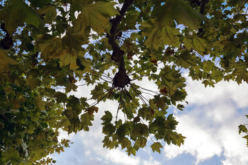 Maple leaves are visible on the tree against a cloudy sky at the end of summer
