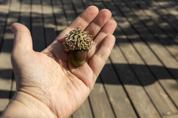 A hand holding a large, highly textured acorn with a fringed cap against a blurred background of people and a wooden deck. © elenarostunova
