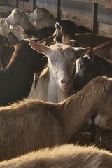 Fototapeta premium Goats illuminated by sunlight in barn