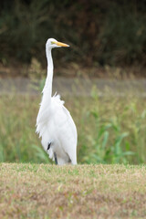 Snowy Egret in a marsh overcast day